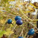 Parthenocissus brevipedunculata 'Elegans' fruits